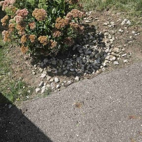 Flower Bed Weeding by Real Deal Lawn Care LLC reviewed on July 29, 2022