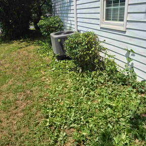Bush Trimming by Allentown lawn & landscape reviewed on July 29, 2025