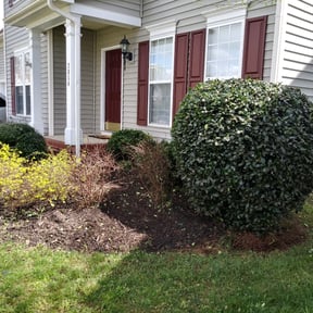 Bush Trimming by Mlt lawns LLC reviewed on August 4, 2025