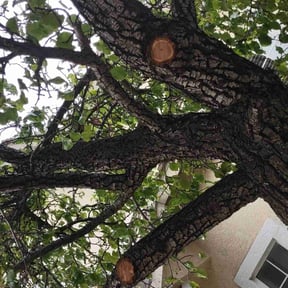 Bush Trimming by Pauls lawn cuts and more reviewed on September 27, 2021