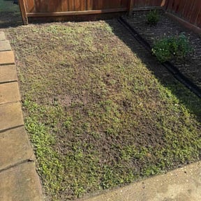 Lawn Seeding by Troy's Lawn Care reviewed on July 7, 2022