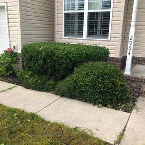 Bush Trimming by T's lawn care reviewed on April 4, 2025
