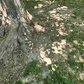 Leaf Removal by Boomershine Family Services reviewed on June 17, 2022