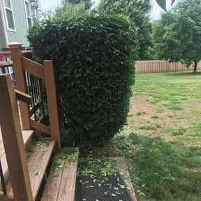 Bush Trimming by ARG landscape &amp; Lawn LLC reviewed on August 14, 2025