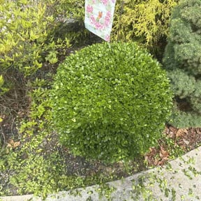 Bush Trimming by Clean cuts mowing reviewed on May 25, 2022