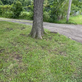 Cleanups by We Talk Lawn and Tree reviewed on November 22, 2024