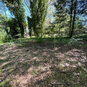 Leaf Removal by Morel Lawn & tree service reviewed on July 31, 2022