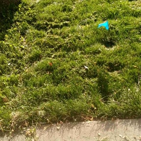 Cleanups by Glm landscaping reviewed on May 20, 2022