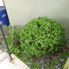 Bush Trimming by Byers Lawn reviewed on October 28, 2022