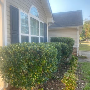 Bush Trimming by LSLTDallas/FortWorthTruGreen reviewed on June 17, 2025