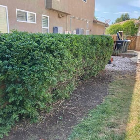 Bush Trimming by GR MOWING reviewed on August 12, 2020