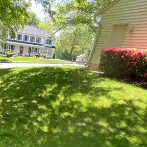 Bush Trimming by LSLTDallas/FortWorthTruGreen reviewed on June 26, 2025