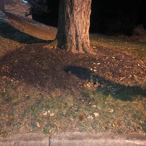 Leaf Removal by classic cuts lawn care reviewed on May 12, 2021