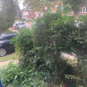Bush Trimming by Randy's lawncare reviewed on April 28, 2023