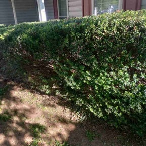 Bush Trimming by FPS reviewed on June 8, 2022