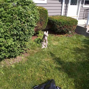Bush Trimming by Greg's Landscaping reviewed on April 25, 2022