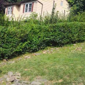 Bush Trimming by Terry and Family Management LLC reviewed on May 26, 2022