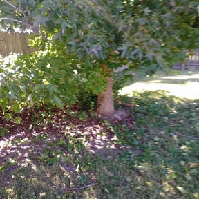 Cleanups by Type A Lawn Guy reviewed on June 24, 2025