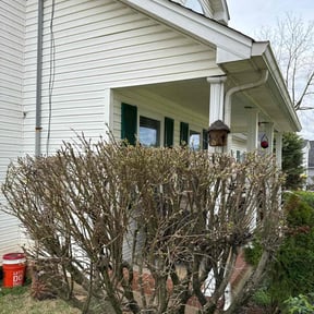 Bush Trimming by Anton Lawn Care reviewed on May 22, 2025