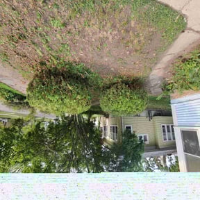 Bush Trimming by landscaping reviewed on July 27, 2022