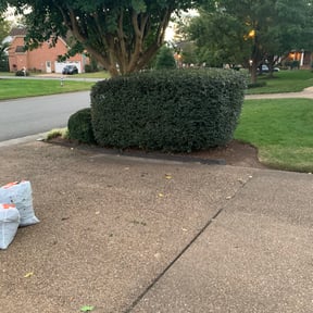 Bush Trimming by LSLTDallas/FortWorthTruGreen reviewed on February 11, 2025