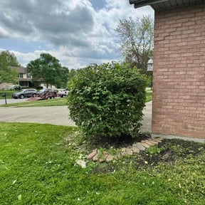 Bush Trimming by Mr. Larrys Yard Maintenance LLC reviewed on July 24, 2022