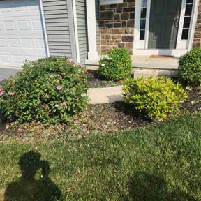 Bush Trimming by Earths Etiquette reviewed on May 29, 2022