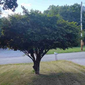 Landscaping by The Lawn Guys reviewed on May 29, 2022