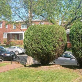 Bush Trimming by BRDOC - Lawn Care reviewed on March 11, 2022
