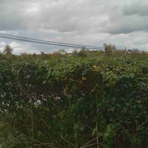 Bush Trimming by Andre Lawns reviewed on November 27, 2024