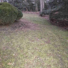 Leaf Removal by Supreme Home Services reviewed on December 13, 2024