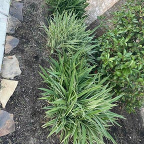 Flower Bed Weeding by RB Mowing reviewed on July 29, 2022