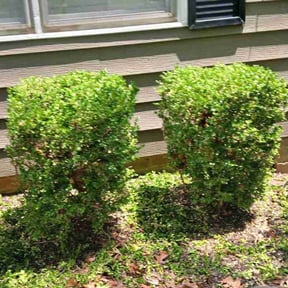 Bush Trimming by Mabin Lawn Service reviewed on February 5, 2025