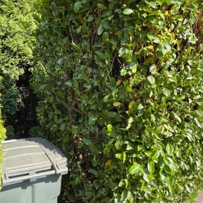 Bush Trimming by Mando's lawncare service reviewed on May 9, 2022
