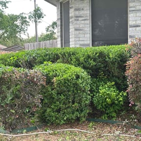 Bush Trimming by Colorway Exotics reviewed on May 2, 2025