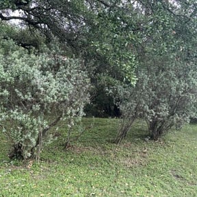 Bush Trimming by Outback Landscapes reviewed on July 15, 2025