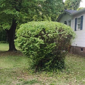 Bush Trimming by Elegant Lawn & Landscaping LLC reviewed on May 22, 2025
