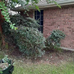 Bush Trimming by Stanley's Clean cuts inc reviewed on August 8, 2025