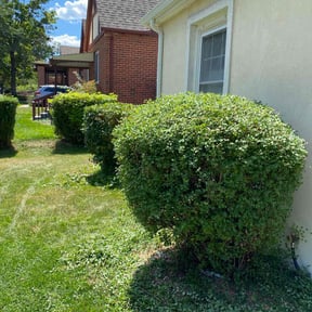 Bush Trimming by TruGreen LawnCare reviewed on August 14, 2024