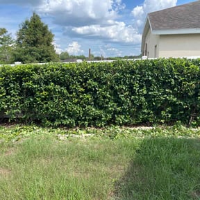 Bush Trimming by Clean cut maintence reviewed on June 7, 2022
