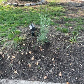 Weeding by Livingoak landscaping and lawn care reviewed on June 30, 2020