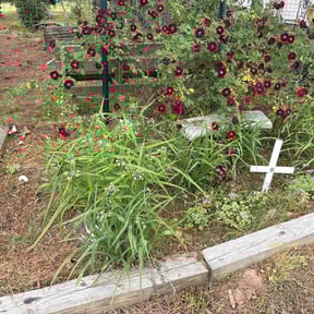 Flower Bed Weeding by Mow-4-You reviewed on July 30, 2022