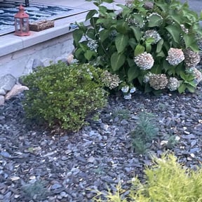 Bush Trimming by Proppa prop lawn care reviewed on June 8, 2022