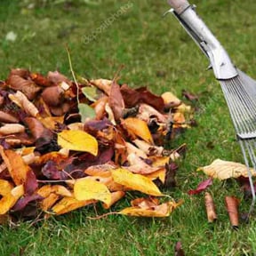 Leaf Removal by Biggs customs reviewed on June 5, 2022