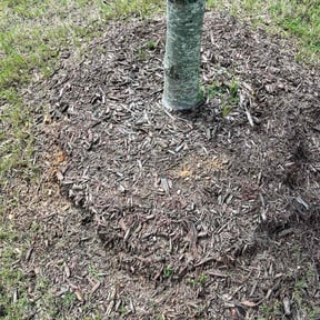 Flower Bed Weeding by MasterCard Home Services reviewed on March 29, 2025