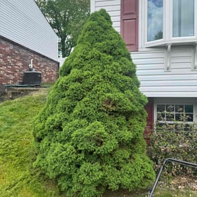 Bush Trimming by Seedy Green Landscaping LLC reviewed on May 23, 2022