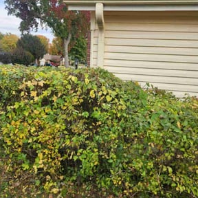 Bush Trimming by MJ Lawn reviewed on October 7, 2024