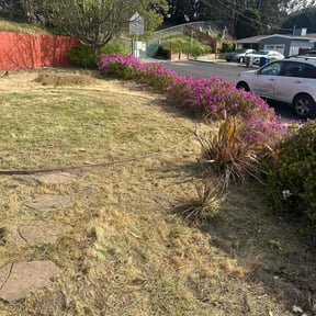 Bush Trimming by Linares Lawn Care reviewed on February 28, 2025