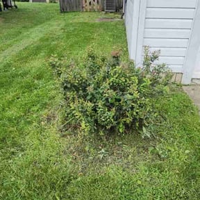Bush Trimming by Jay R reviewed on July 23, 2025