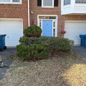Bush Trimming by CertaCleanCincy reviewed on June 29, 2022